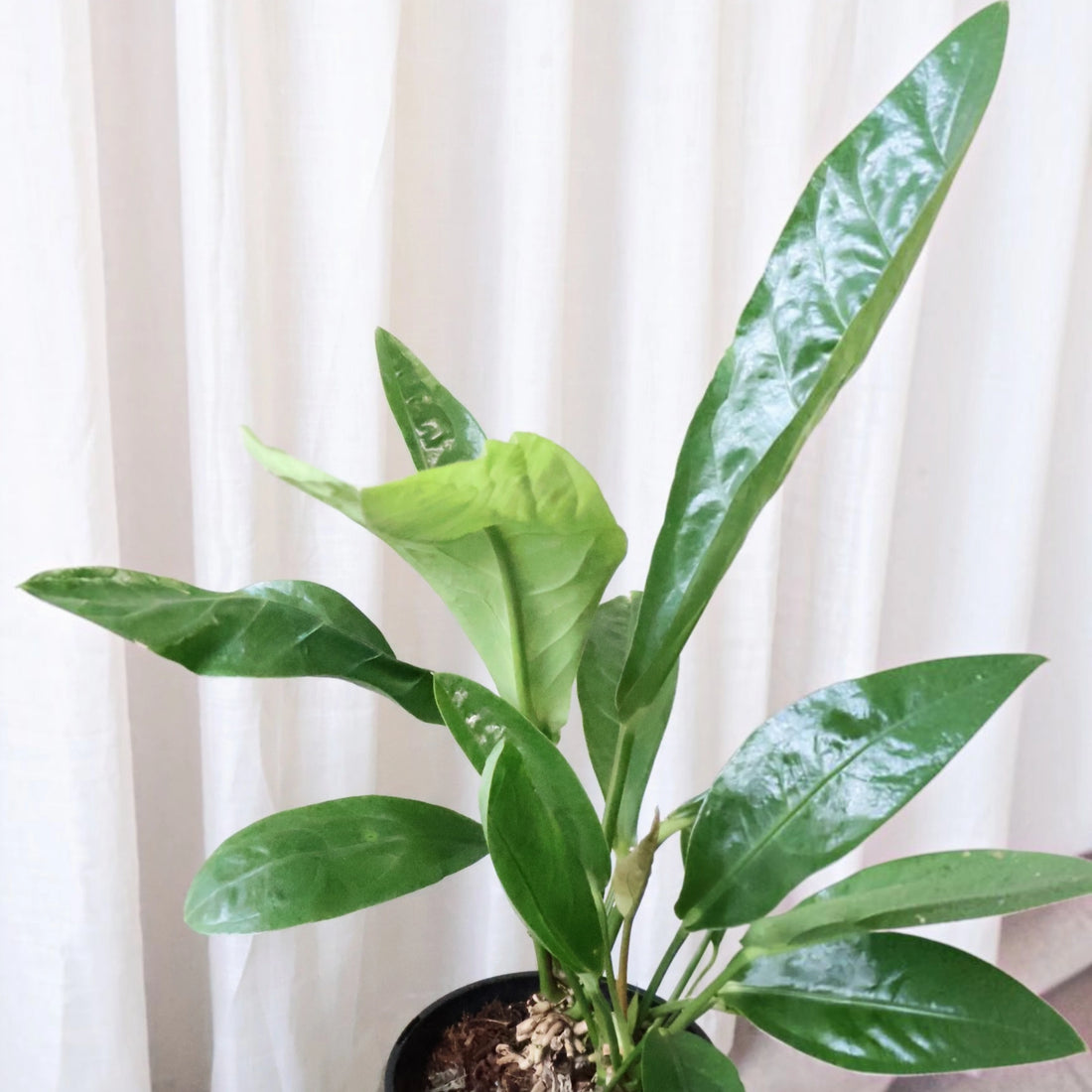 Anthurium Jungle Bush 180mm