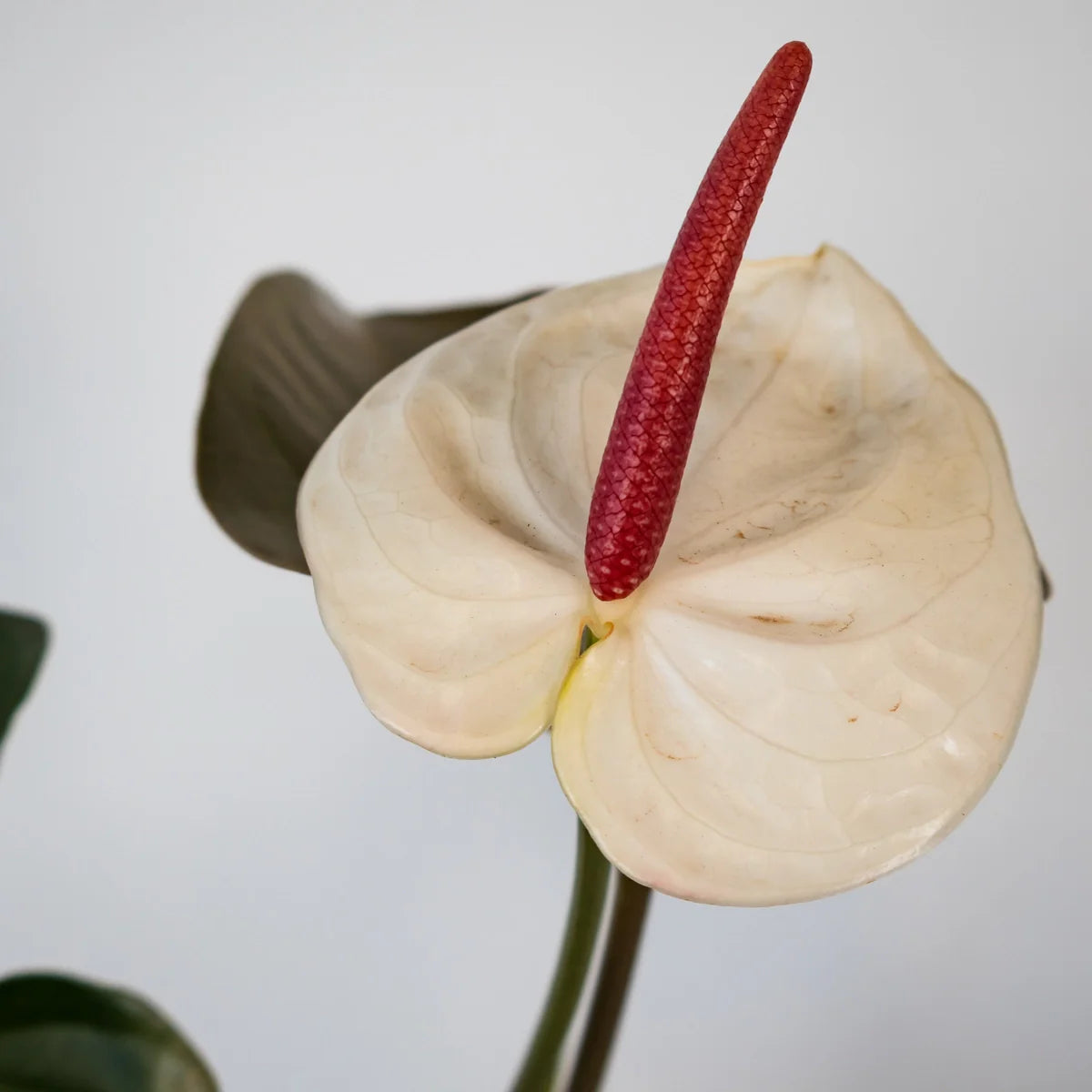 Anthurium White Heart – Anthurium Andreanum 100mm