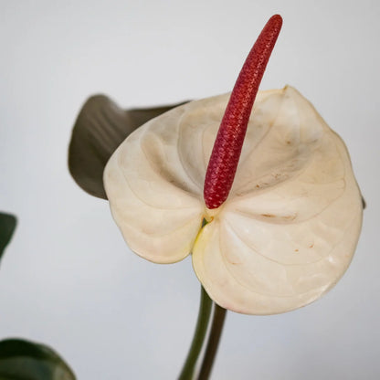 Anthurium White Heart – Anthurium Andreanum 100mm