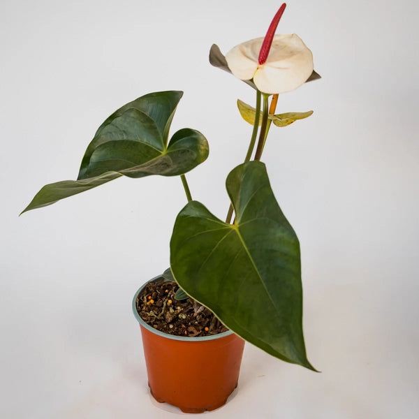 Anthurium White Heart