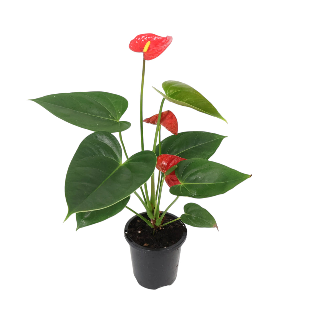 Anthurium Assorted 90mm