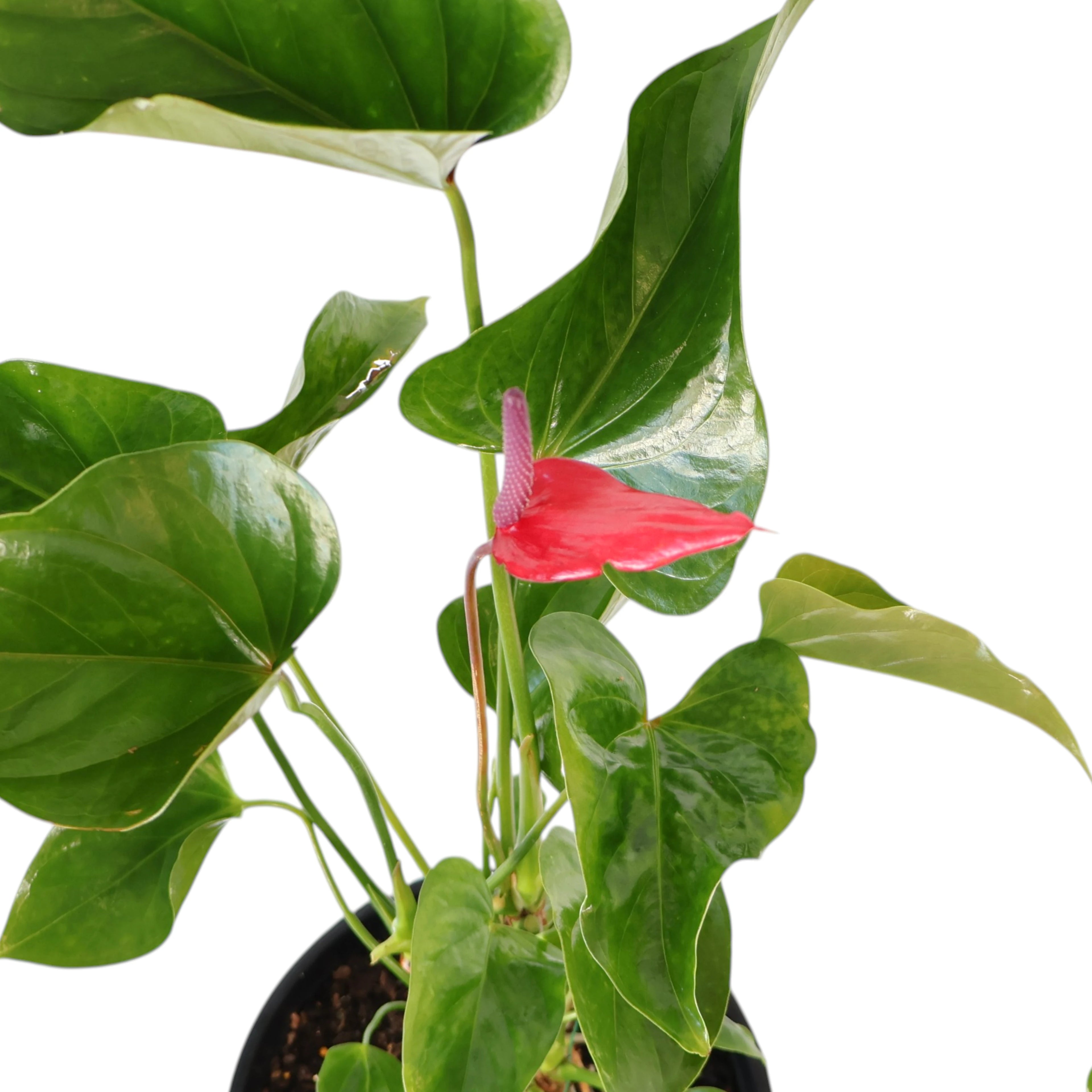 Anthurium Alexia Allure 250mm