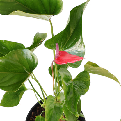 Anthurium Alexia Allure 250mm