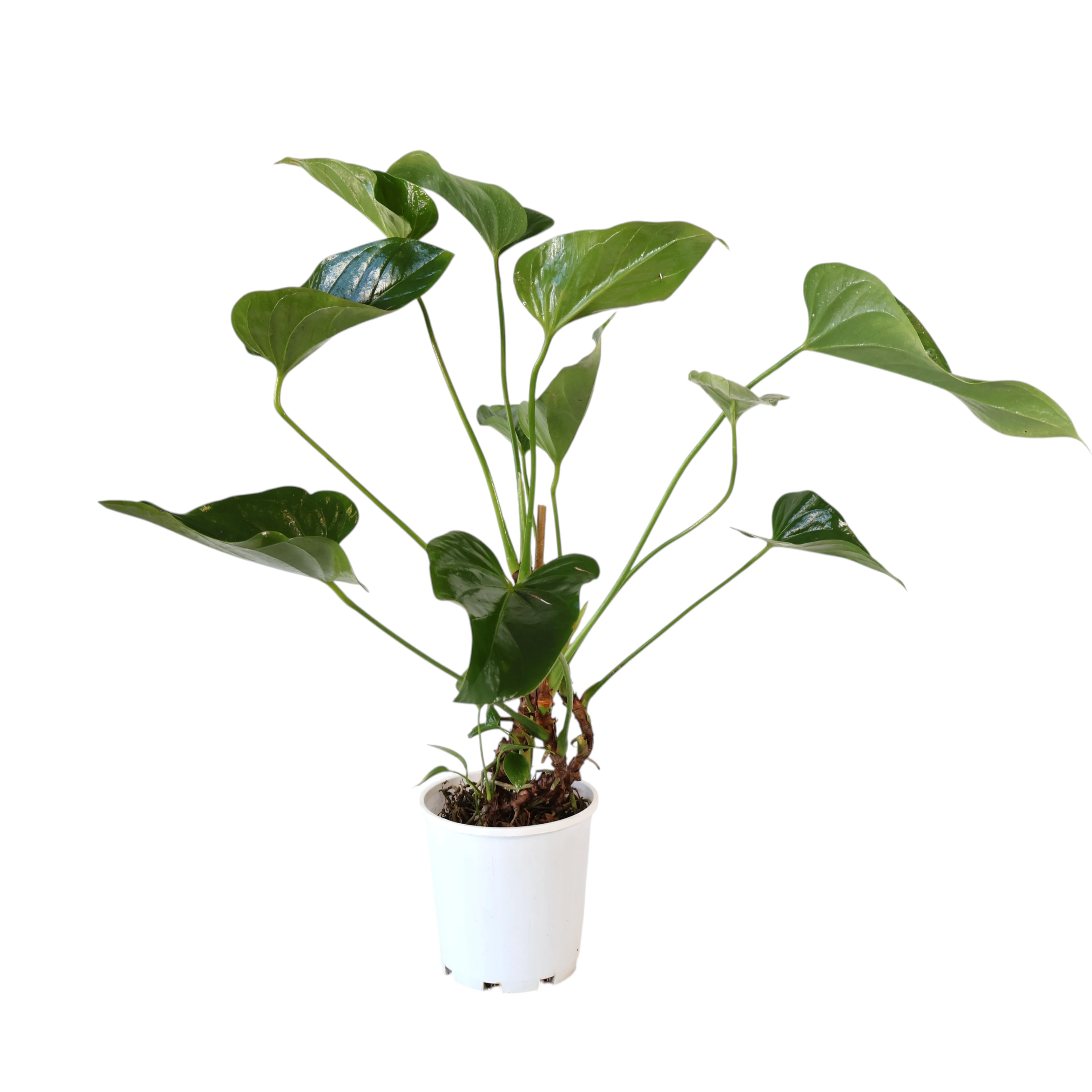 Anthurium Alexia Allure 180mm