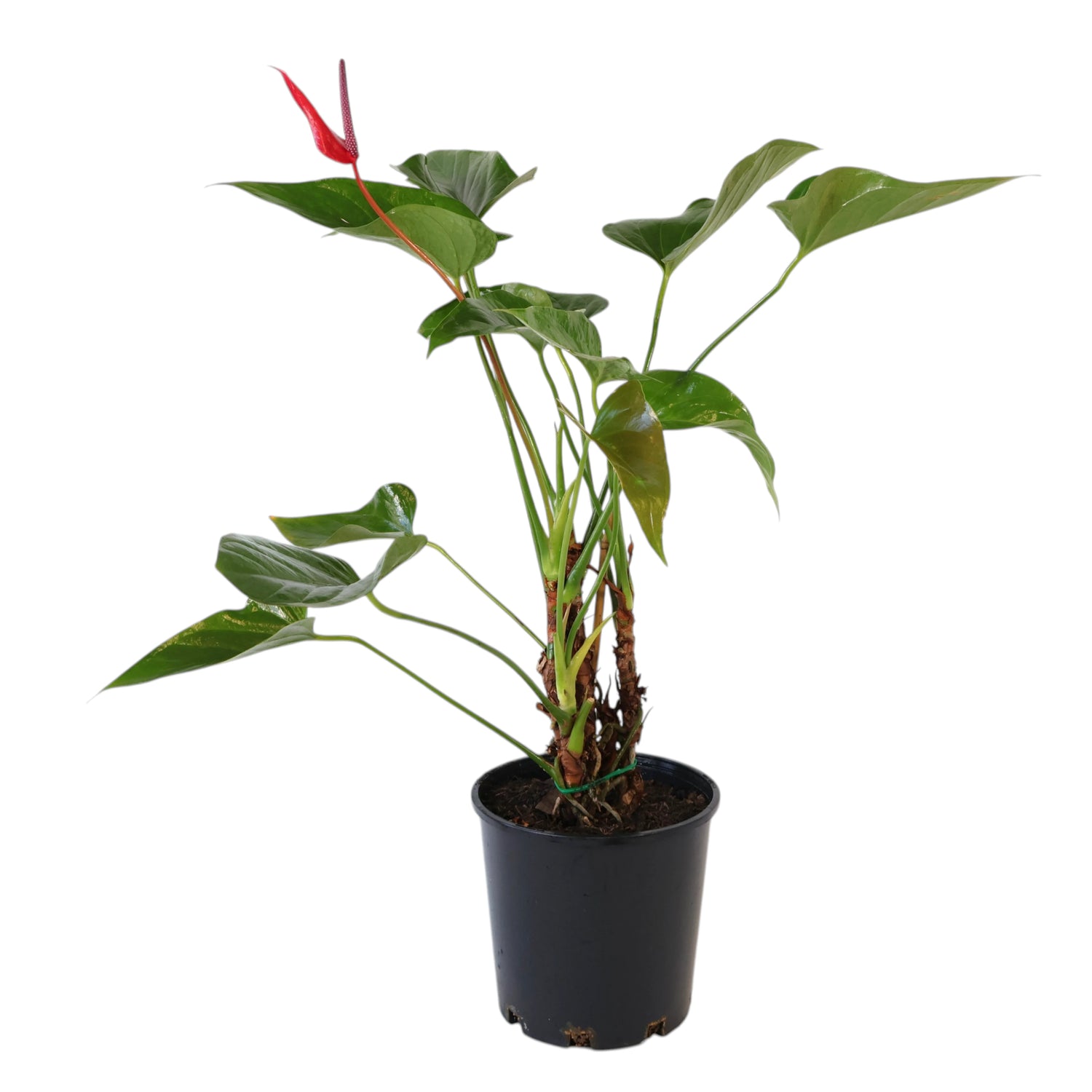 Anthurium Alexia Allure 200mm