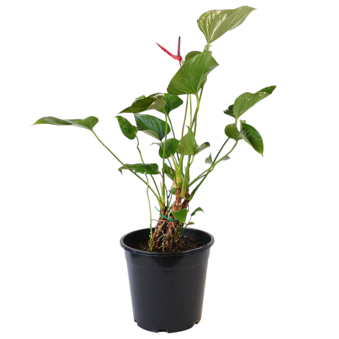 Anthurium Alexia Allure 250mm