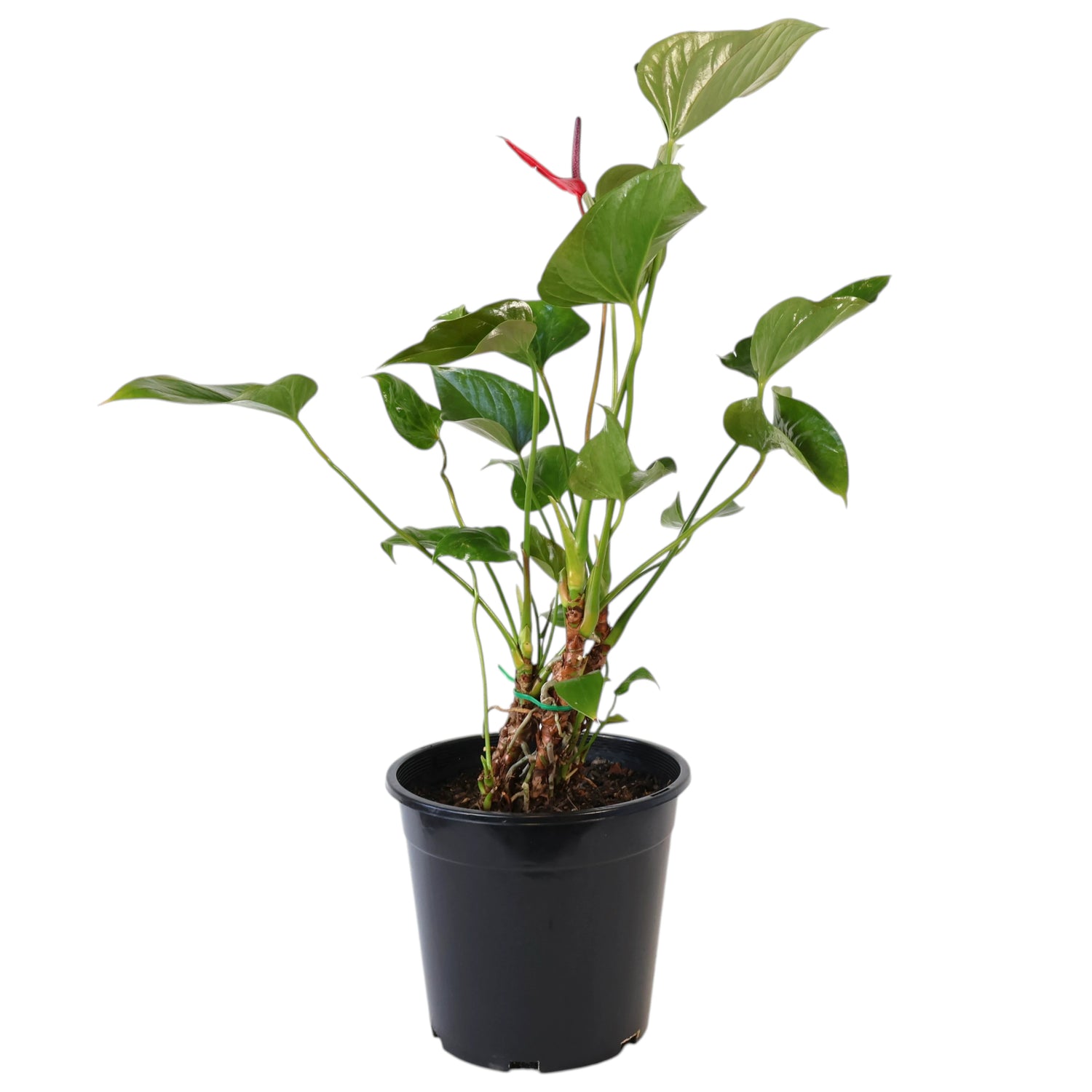 Anthurium Alexia Allure 250mm
