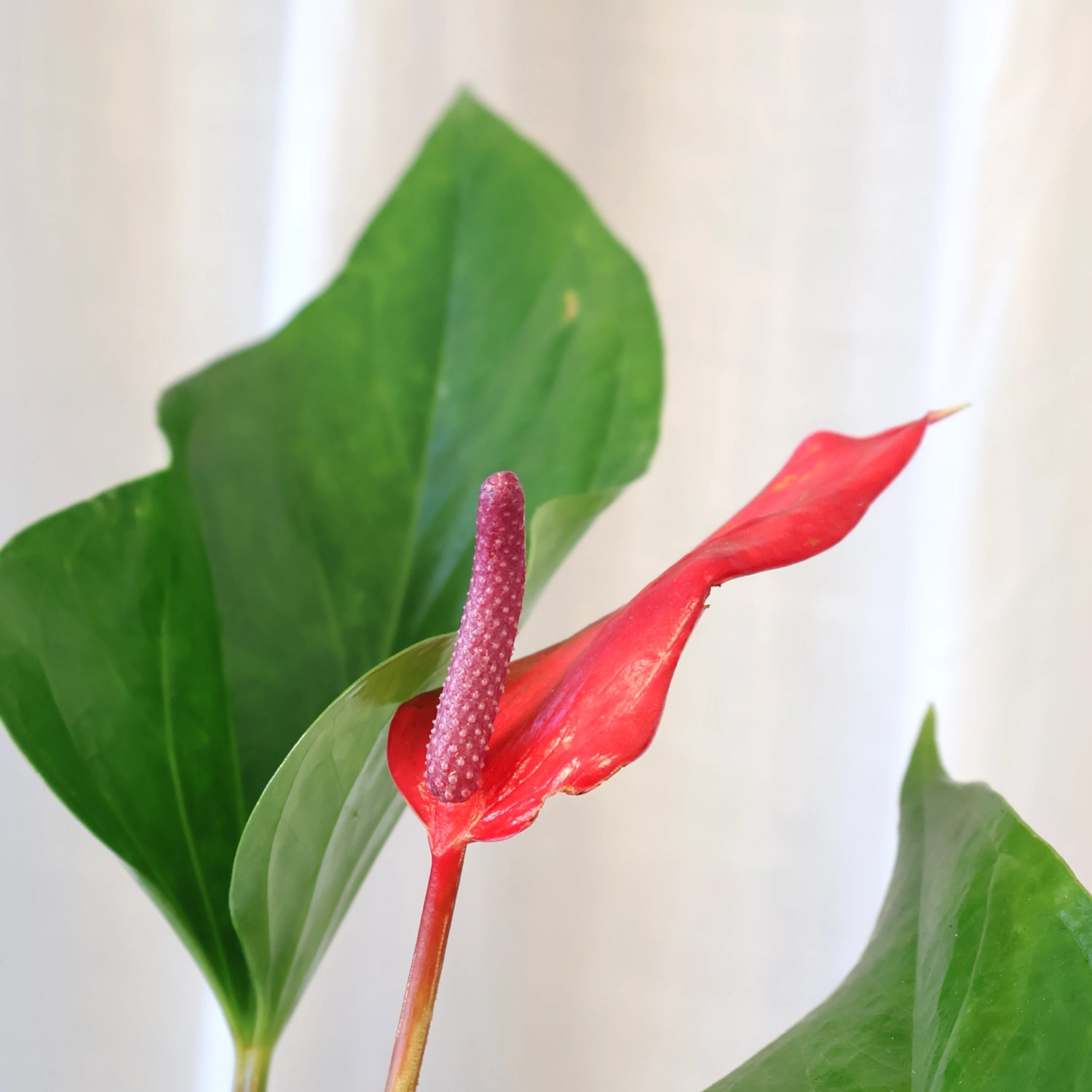 Anthurium Alexia Allure 180mm