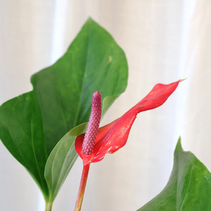 Anthurium Alexia Allure 180mm