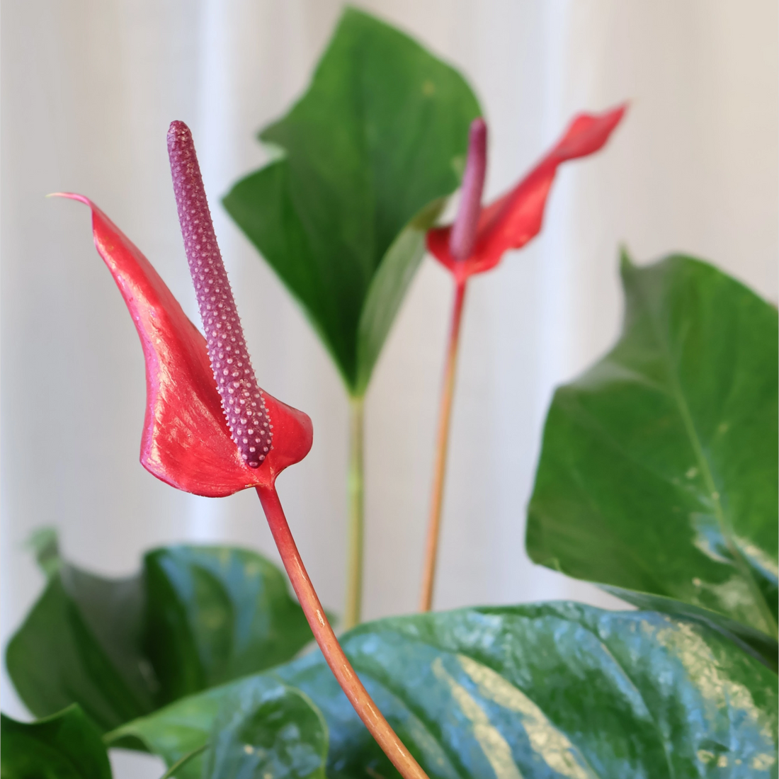 Anthurium Alexia Allure 200mm