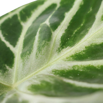 Anthurium Crystallinium Dorayaki 125mm