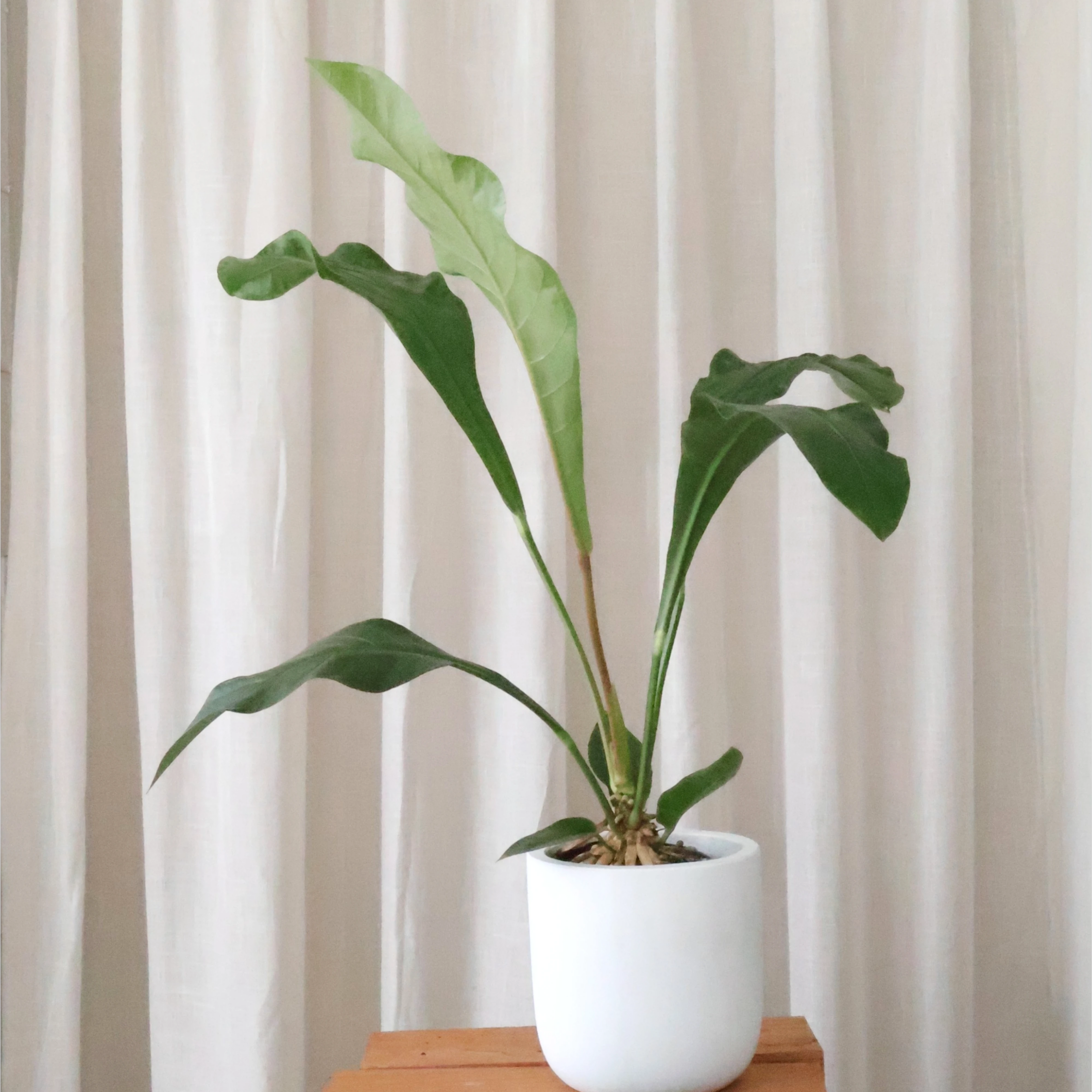 Anthurium Hookeri 140mm