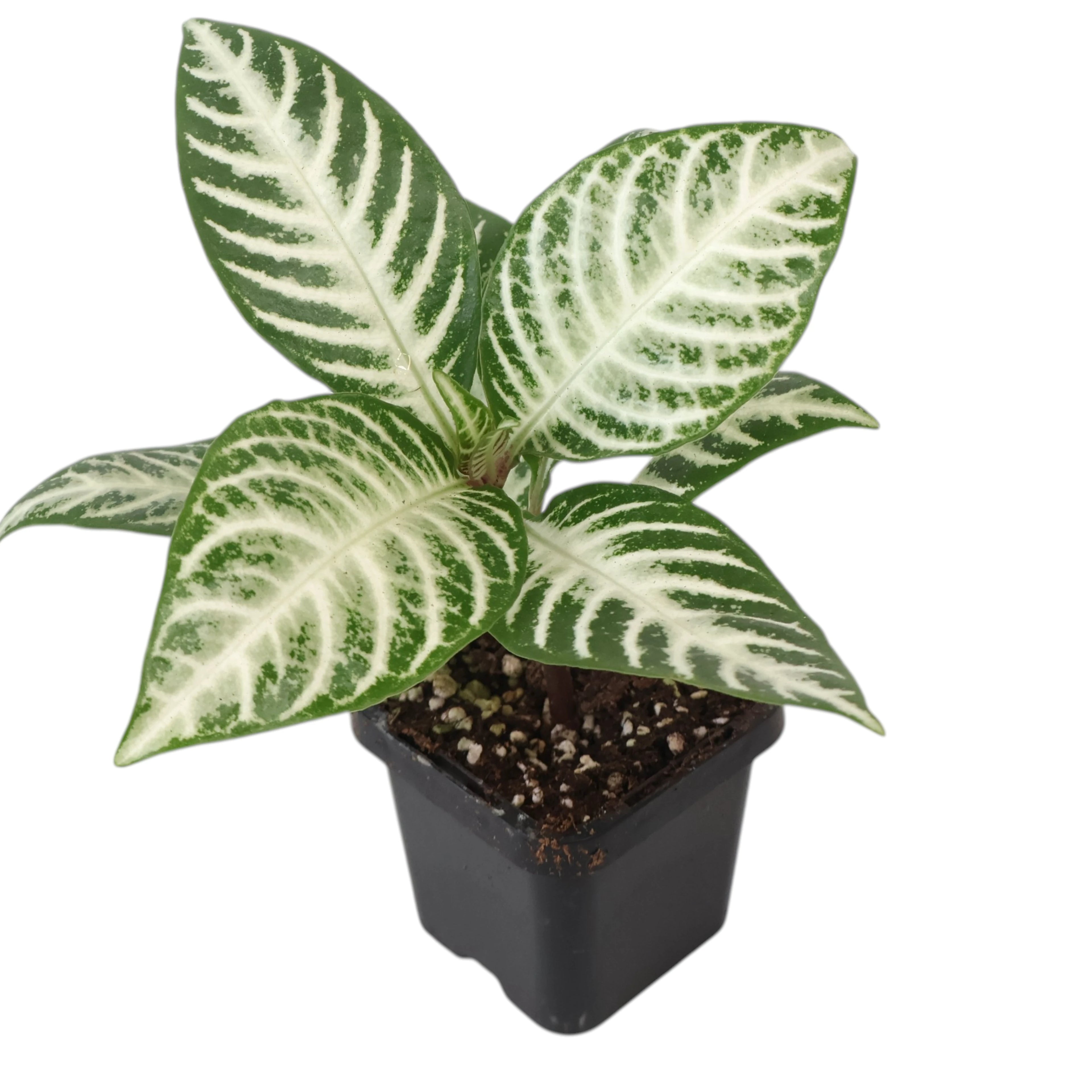 Aphelandra squarrosa Snow White 70mm