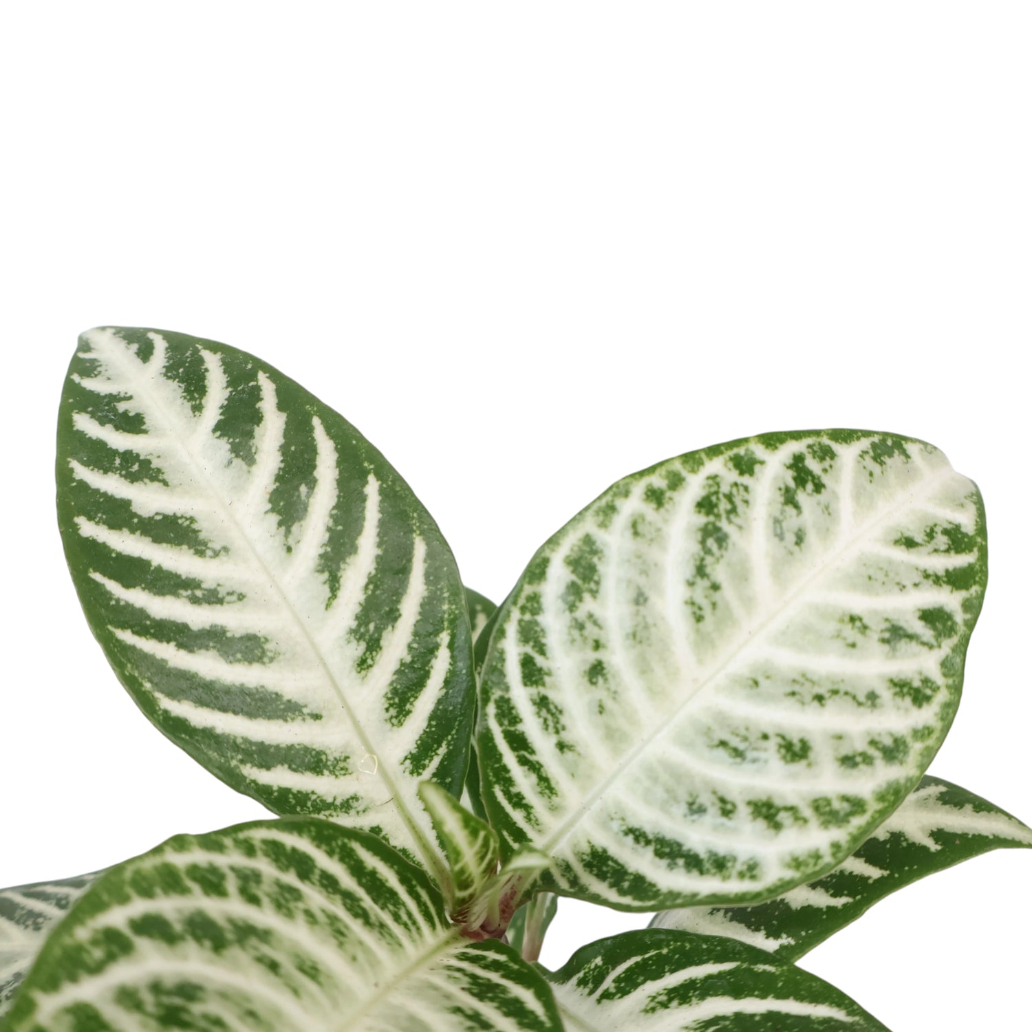 Aphelandra squarrosa Snow White 70mm