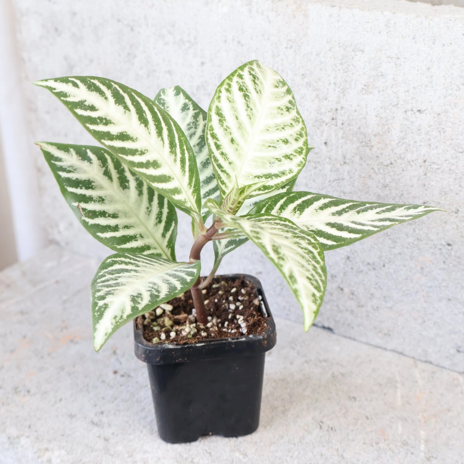 Aphelandra squarrosa Snow White 70mm