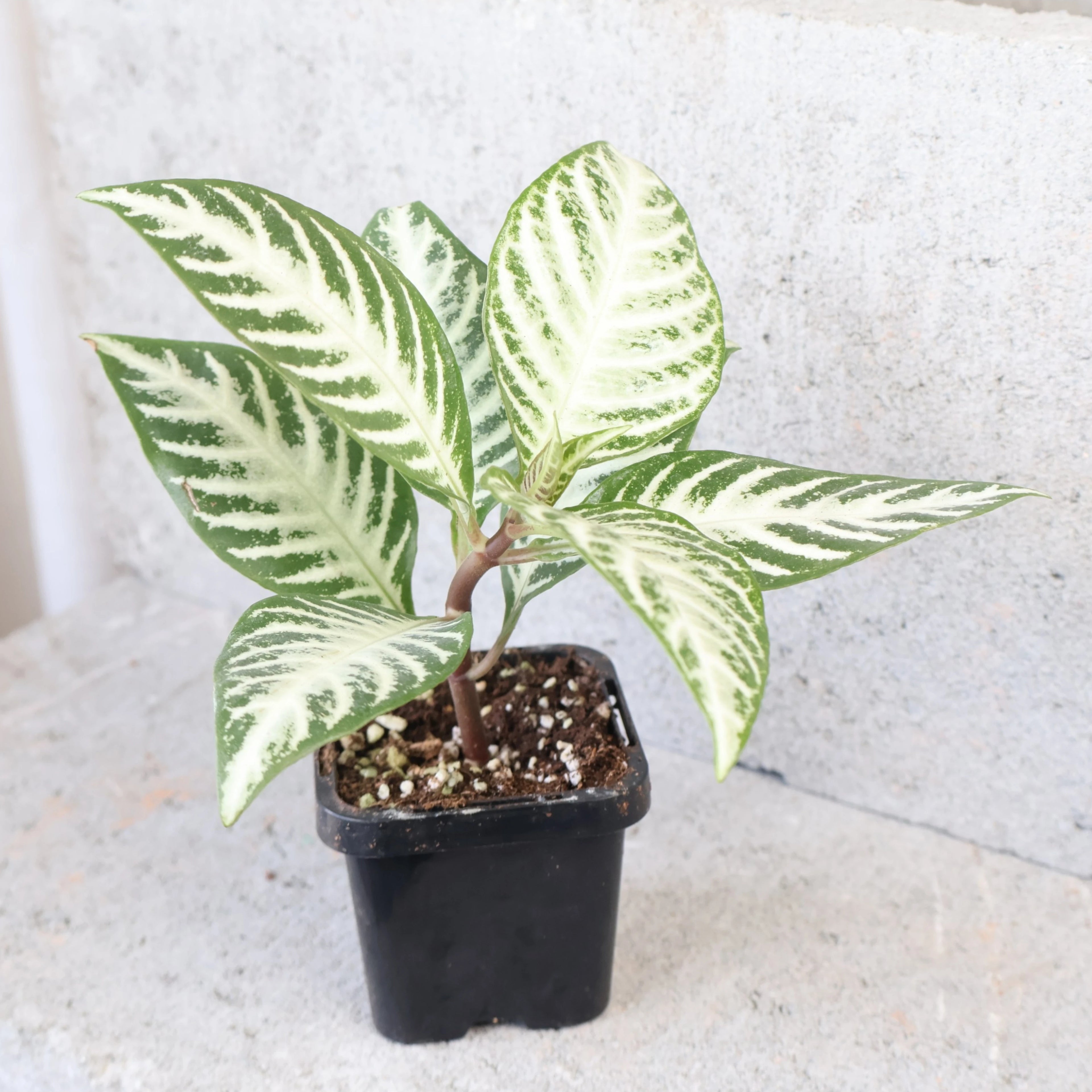Aphelandra squarrosa Snow White 70mm