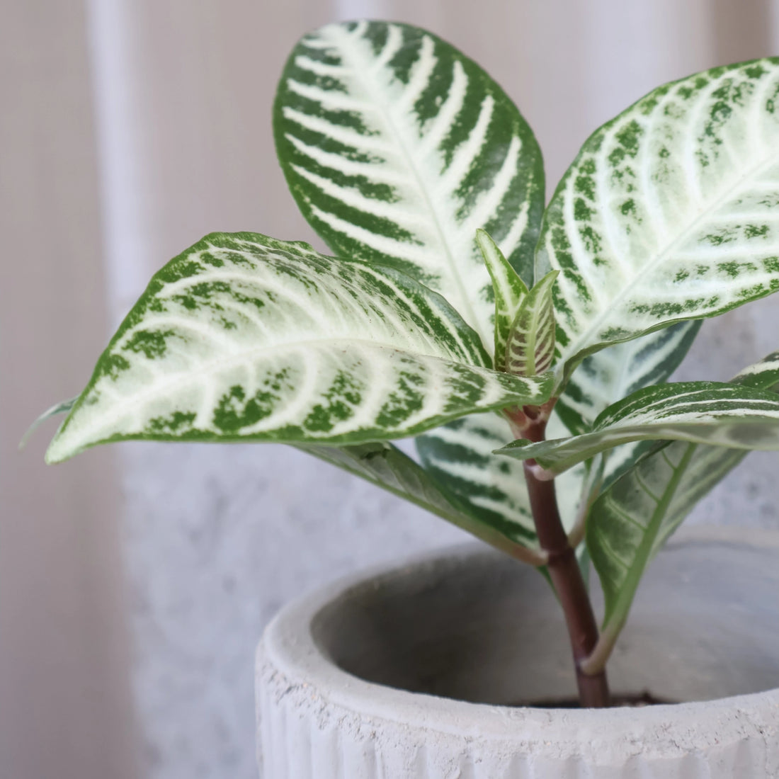Aphelandra squarrosa Snow White 70mm