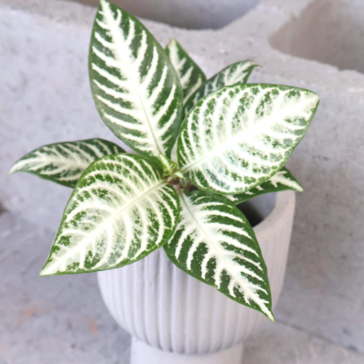 Aphelandra squarrosa Snow White 70mm