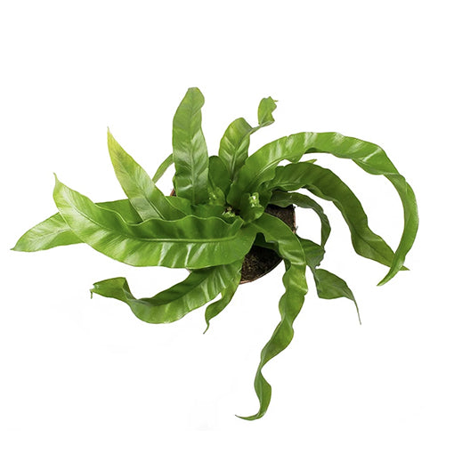 Asplenium antiquum - Hurricane Fern 100mm