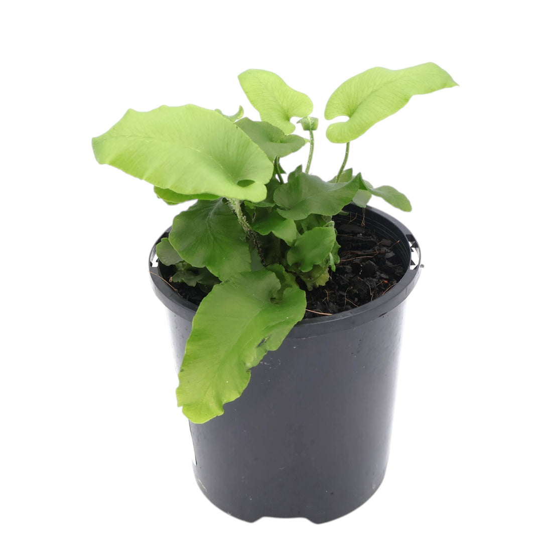 Asplenium Scolopendrium - Harts Tongue 100mm