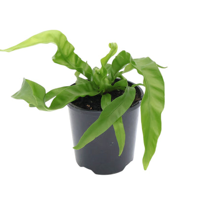 Asplenium antiquum - Hurricane Fern 100mm