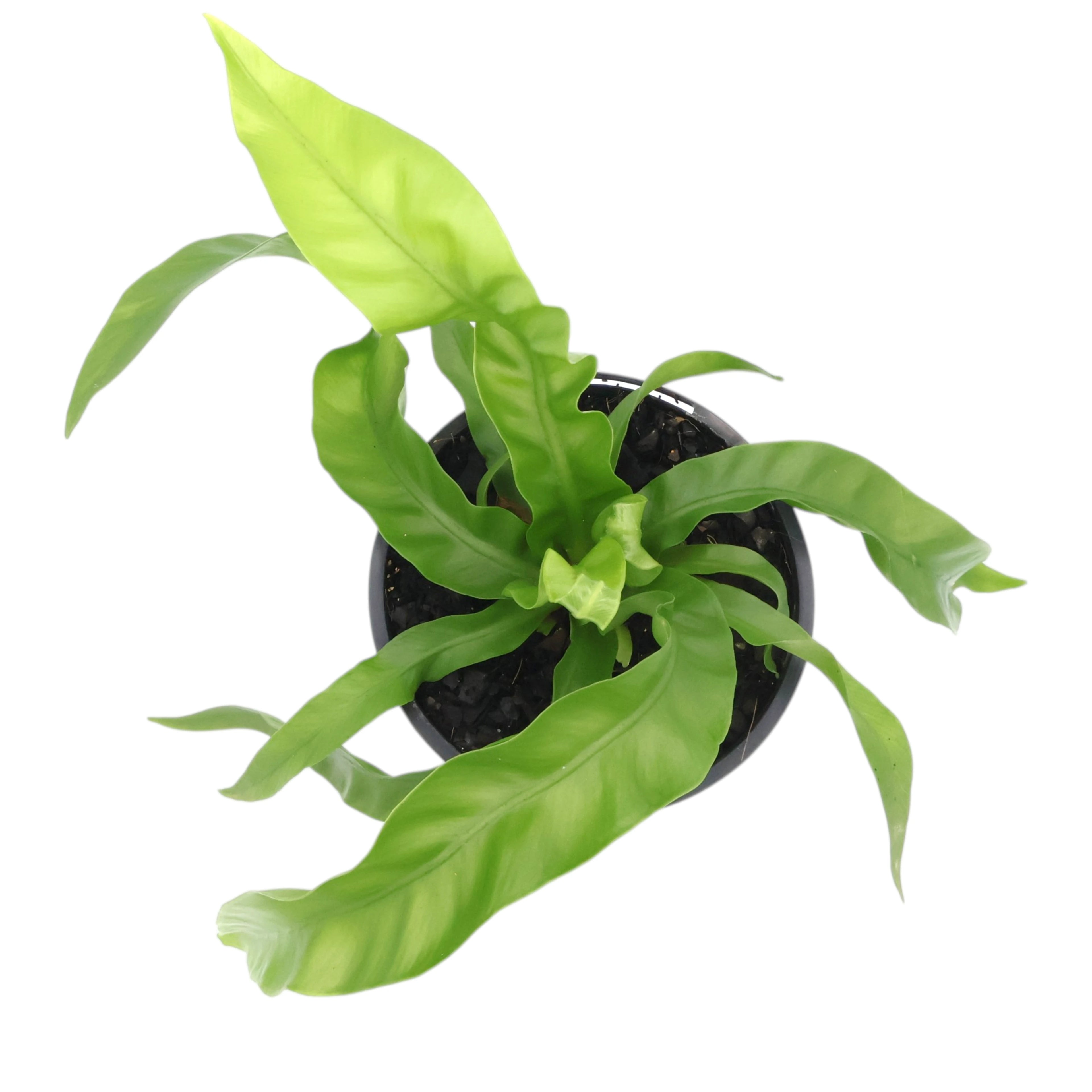 Asplenium antiquum - Hurricane Fern 100mm
