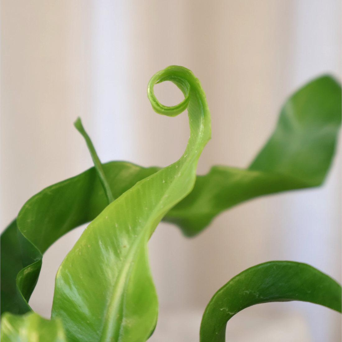 Asplenium antiquum - Hurricane Fern 100mm