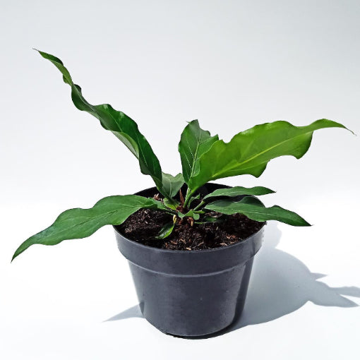 Anthurium Wave Of Love 120mm