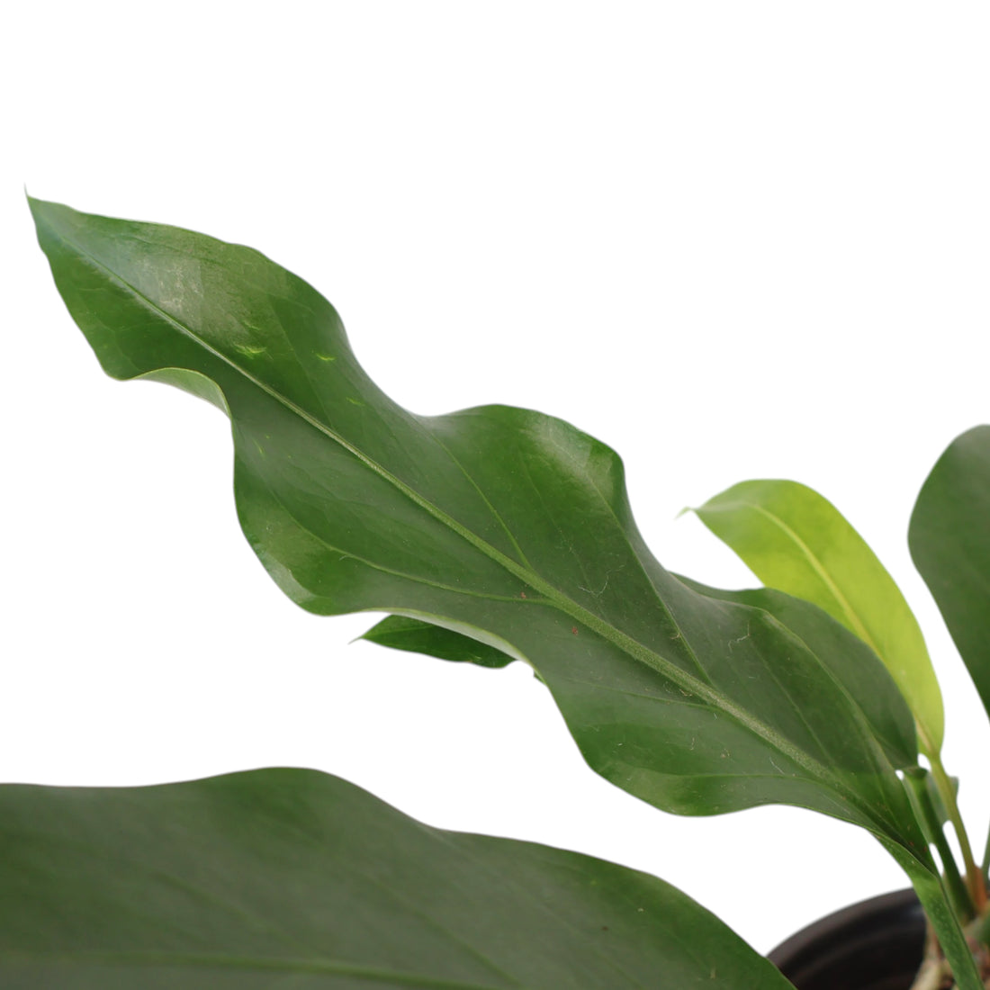 Anthurium Wave Of Love 120mm