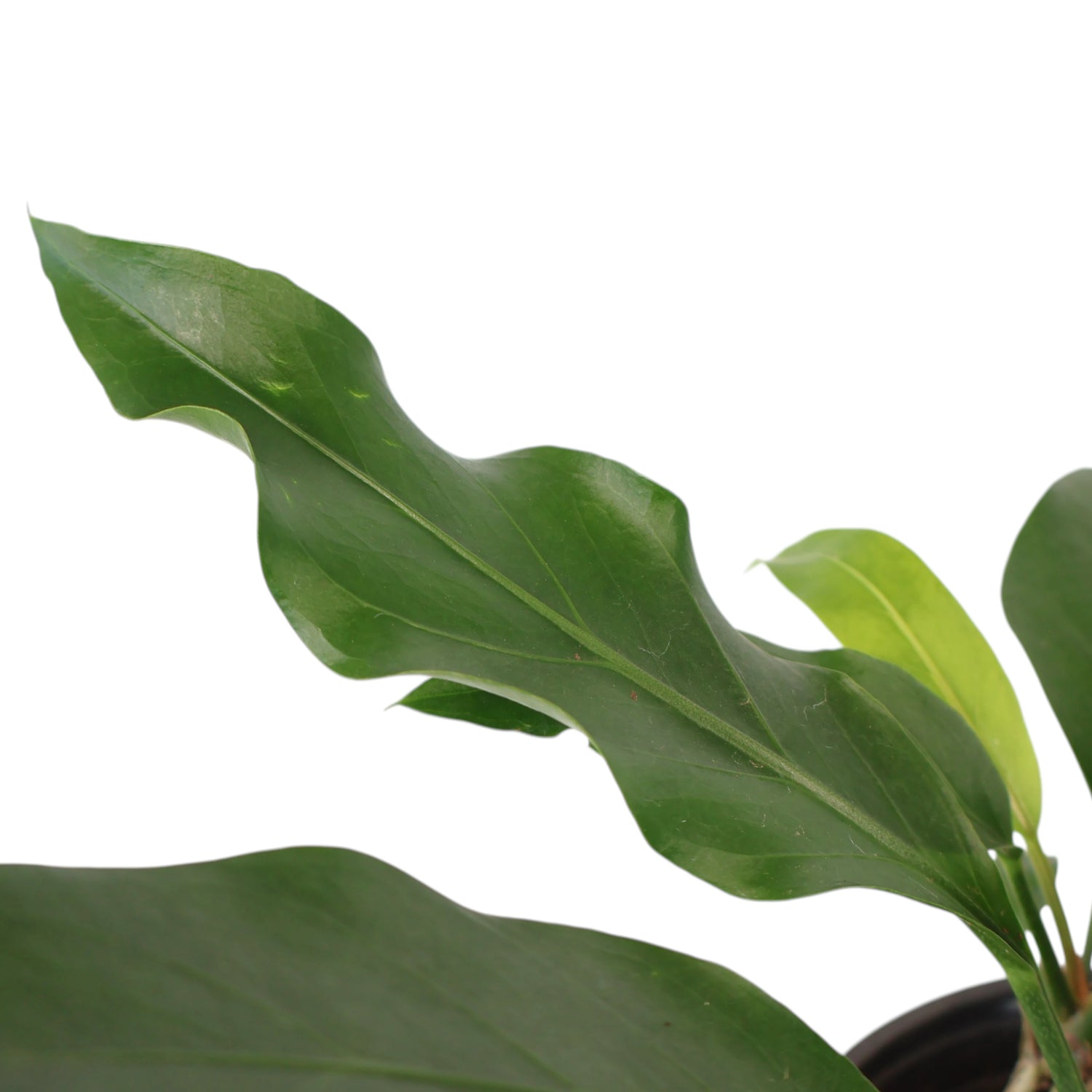Anthurium Wave Of Love 120mm