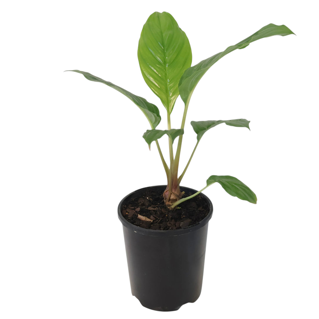 Black Bat Plant - Tacca chantrieri 140mm