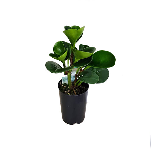 Peperomia Obtusifolia Jade 70mm