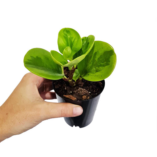 Peperomia Obtusifolia Lemon &amp; Lime 70mm