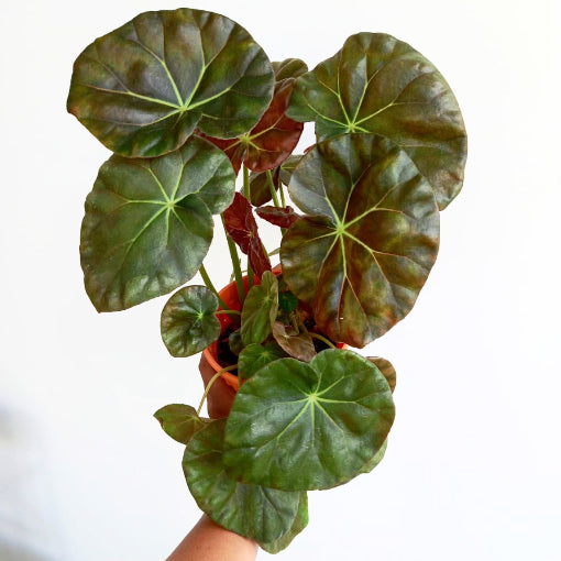 Begonia Beefsteak 120mm