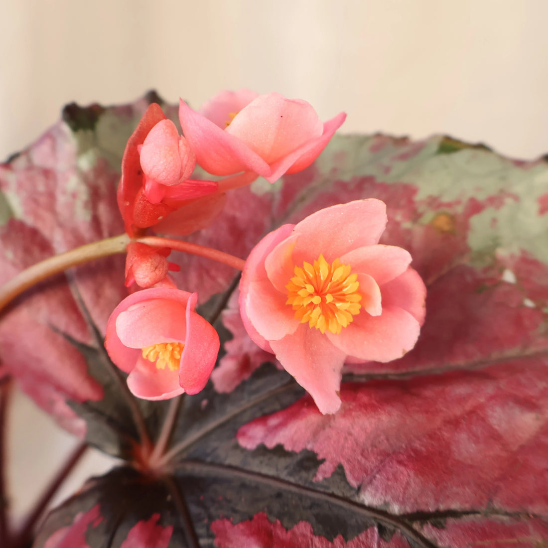Begonia Kotobuki 120mm