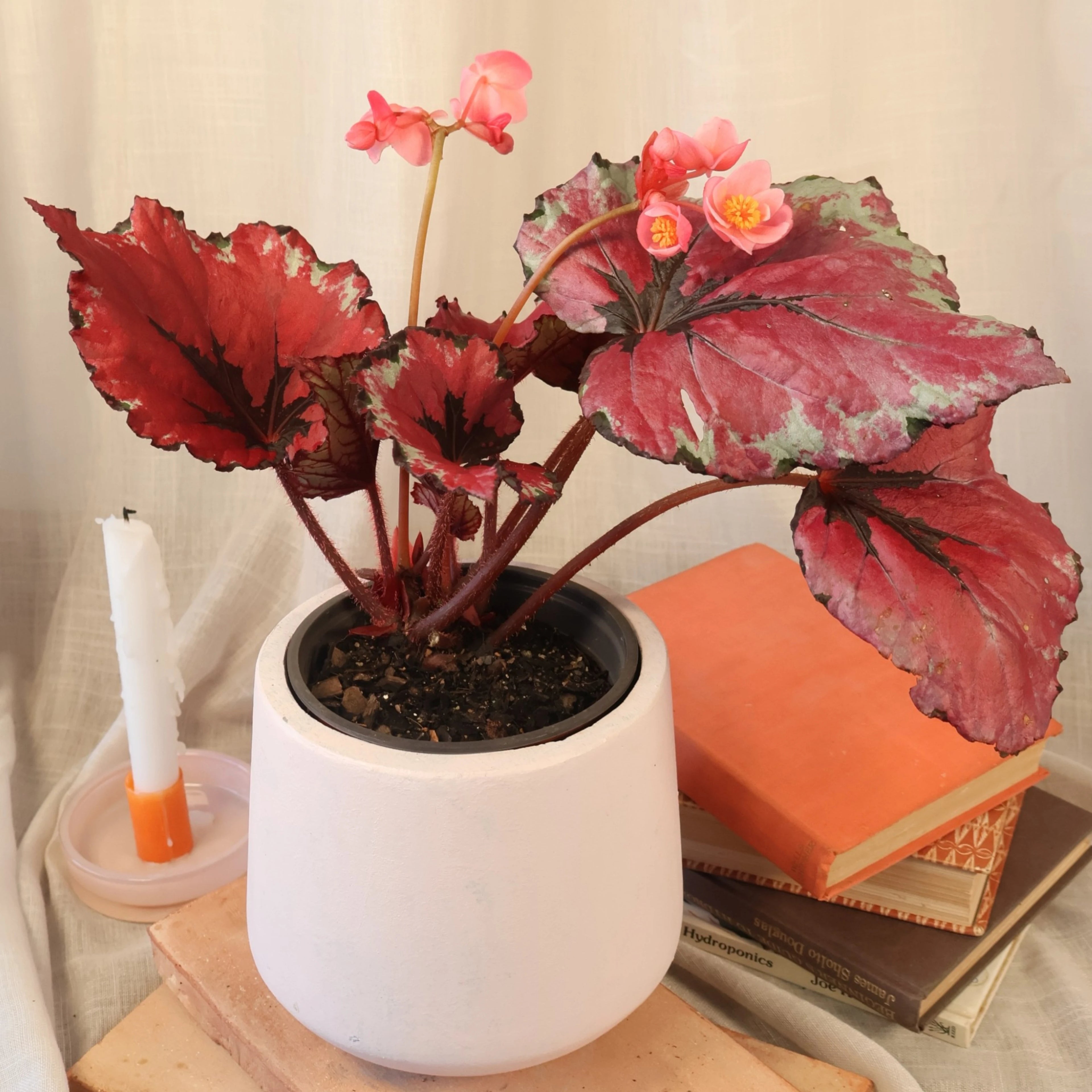 Begonia Kotobuki 120mm