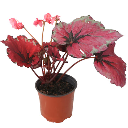 Begonia Kotobuki 120mm