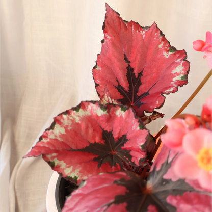Begonia Kotobuki 120mm