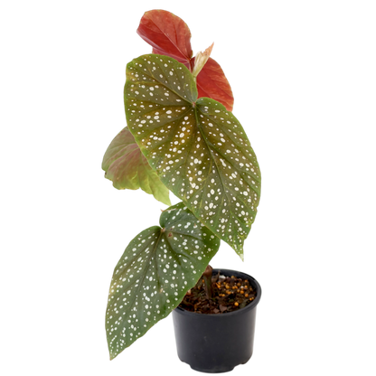 Begonia Lucerna Angel Wings 120mm
