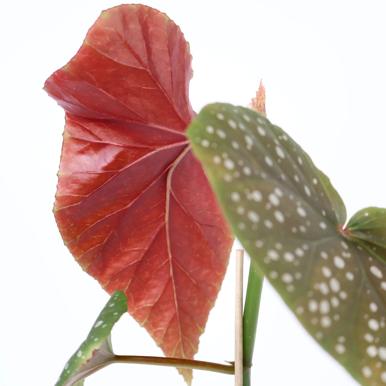 Begonia Lucerna Angel Wings 120mm
