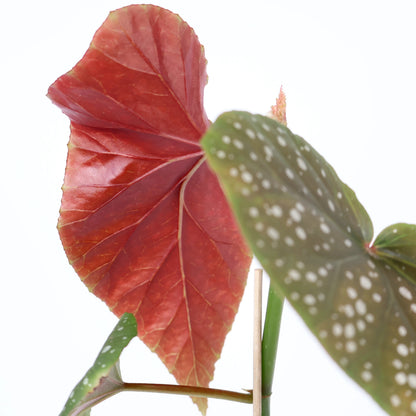 Begonia Lucerna Angel Wings 120mm