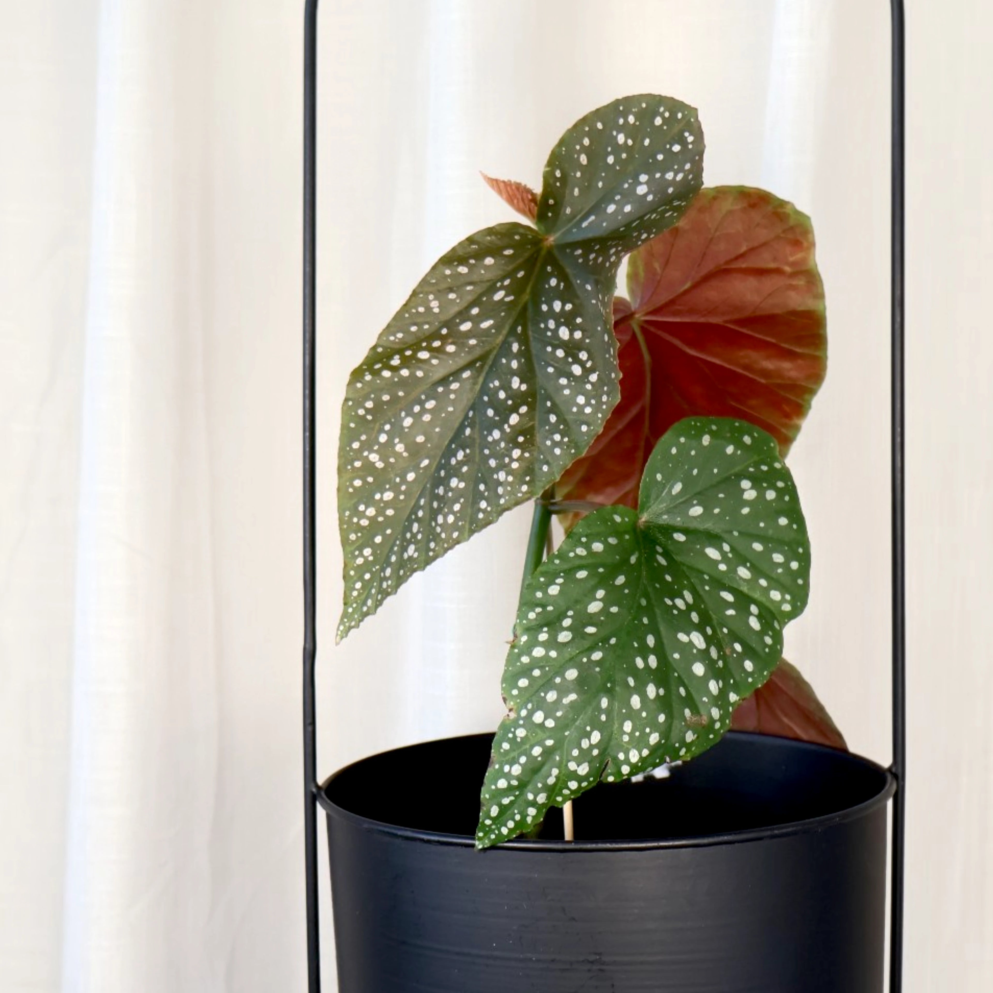 Begonia Lucerna Angel Wings 120mm