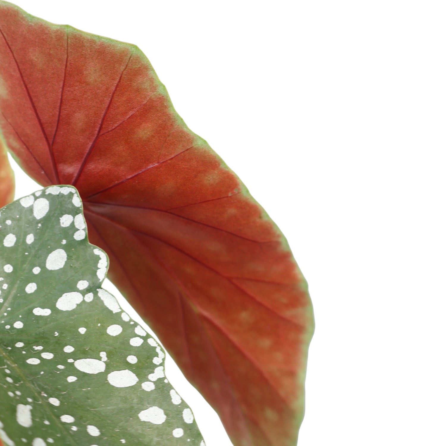 Begonia Maculata - Polka Dot Plant 120mm