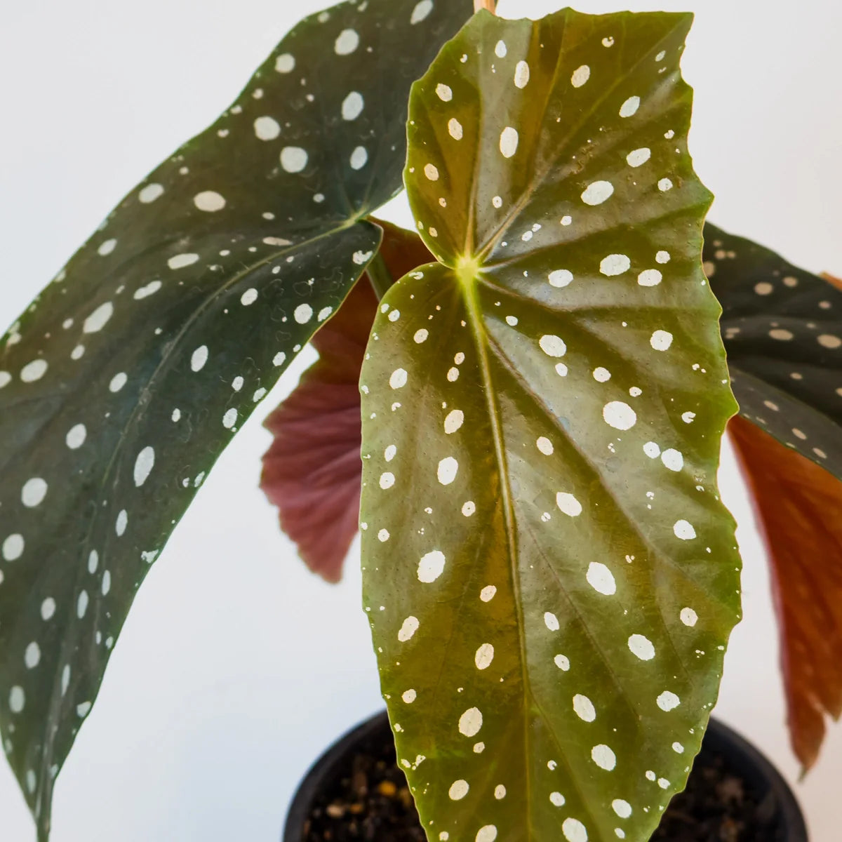 Begonia maculata 120mm