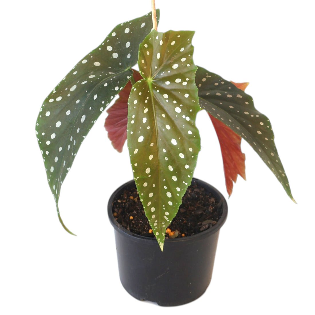 Begonia Maculata - Polka Dot Plant 120mm