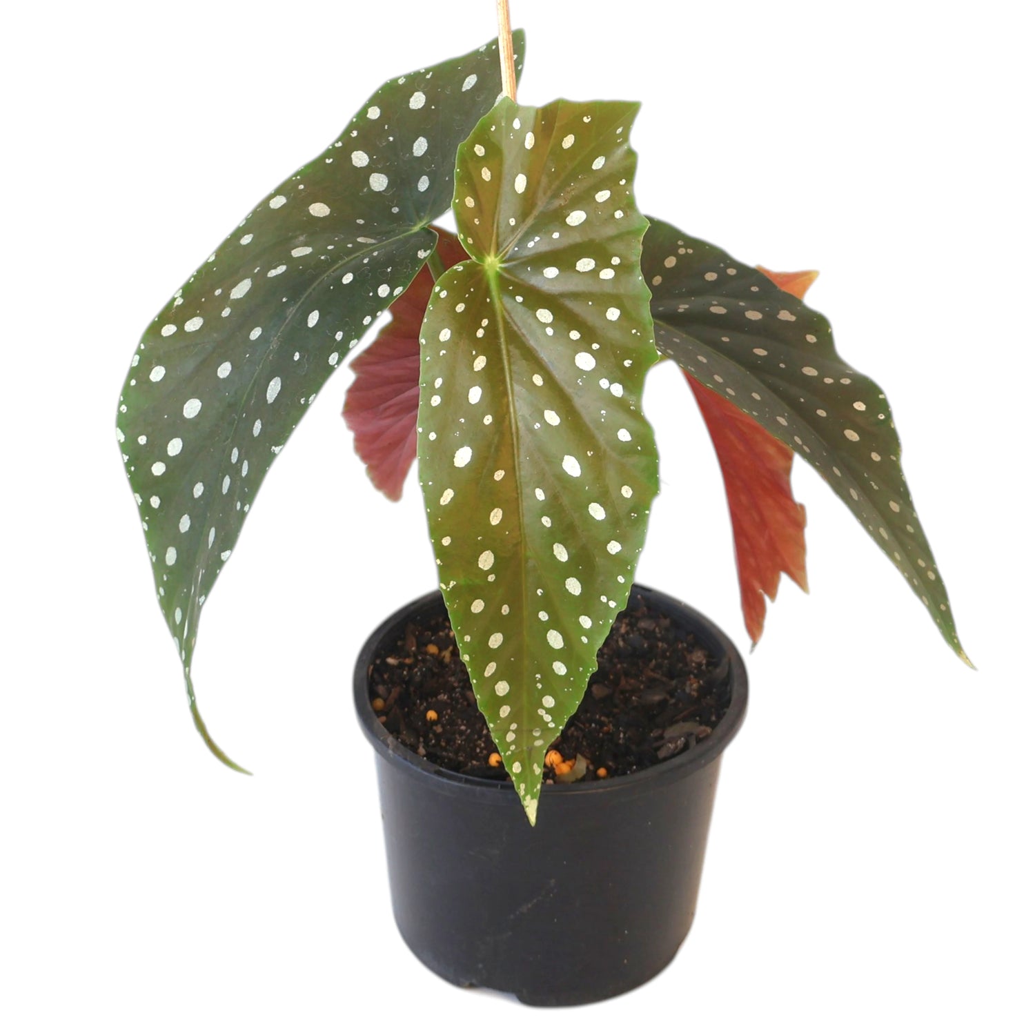 Begonia Maculata - Polka Dot Plant 120mm