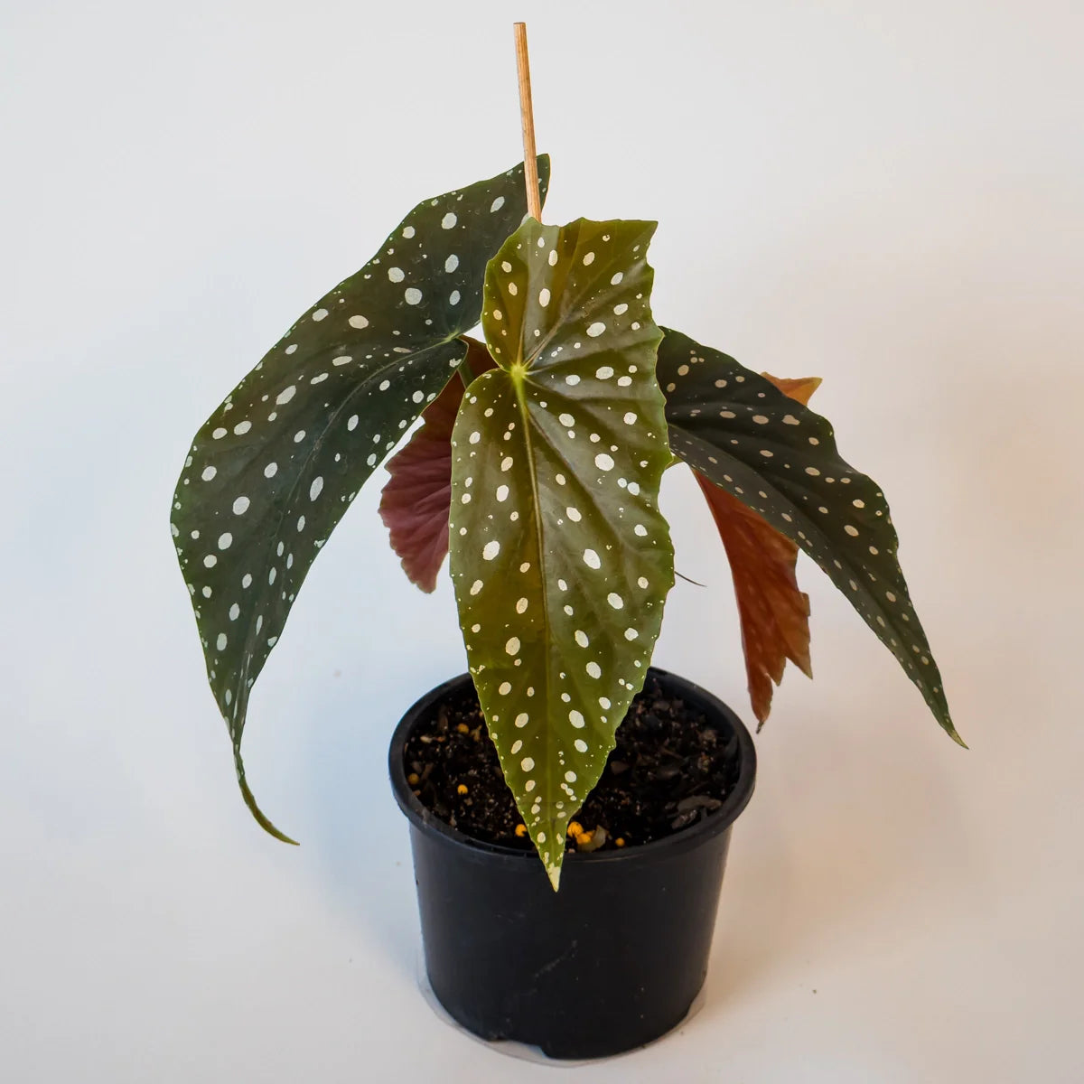 Begonia maculata 120mm