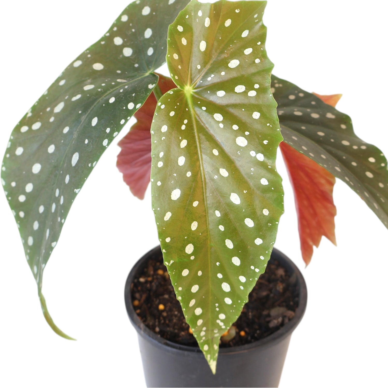 Begonia Maculata - Polka Dot Plant 120mm