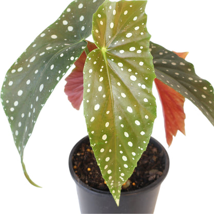 Begonia Maculata - Polka Dot Plant 120mm