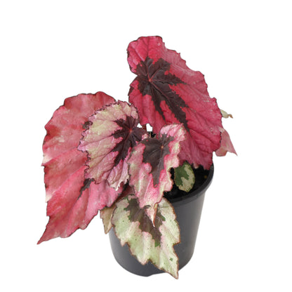 Begonia rex Kotobuki 100mm